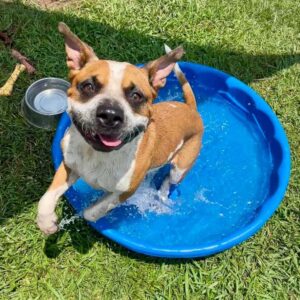 Pet Waste Removal