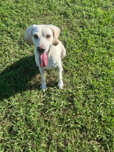 Pet Waste Removal Myrtle Beach SC