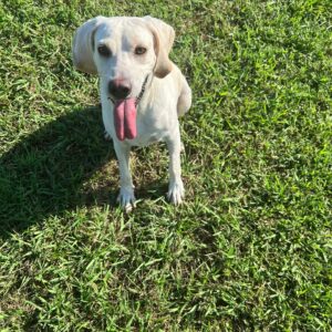 Pet Waste Removal Myrtle Beach SC