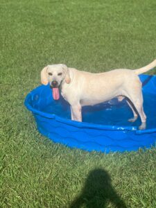 Pet Waste Myrtle beach SC