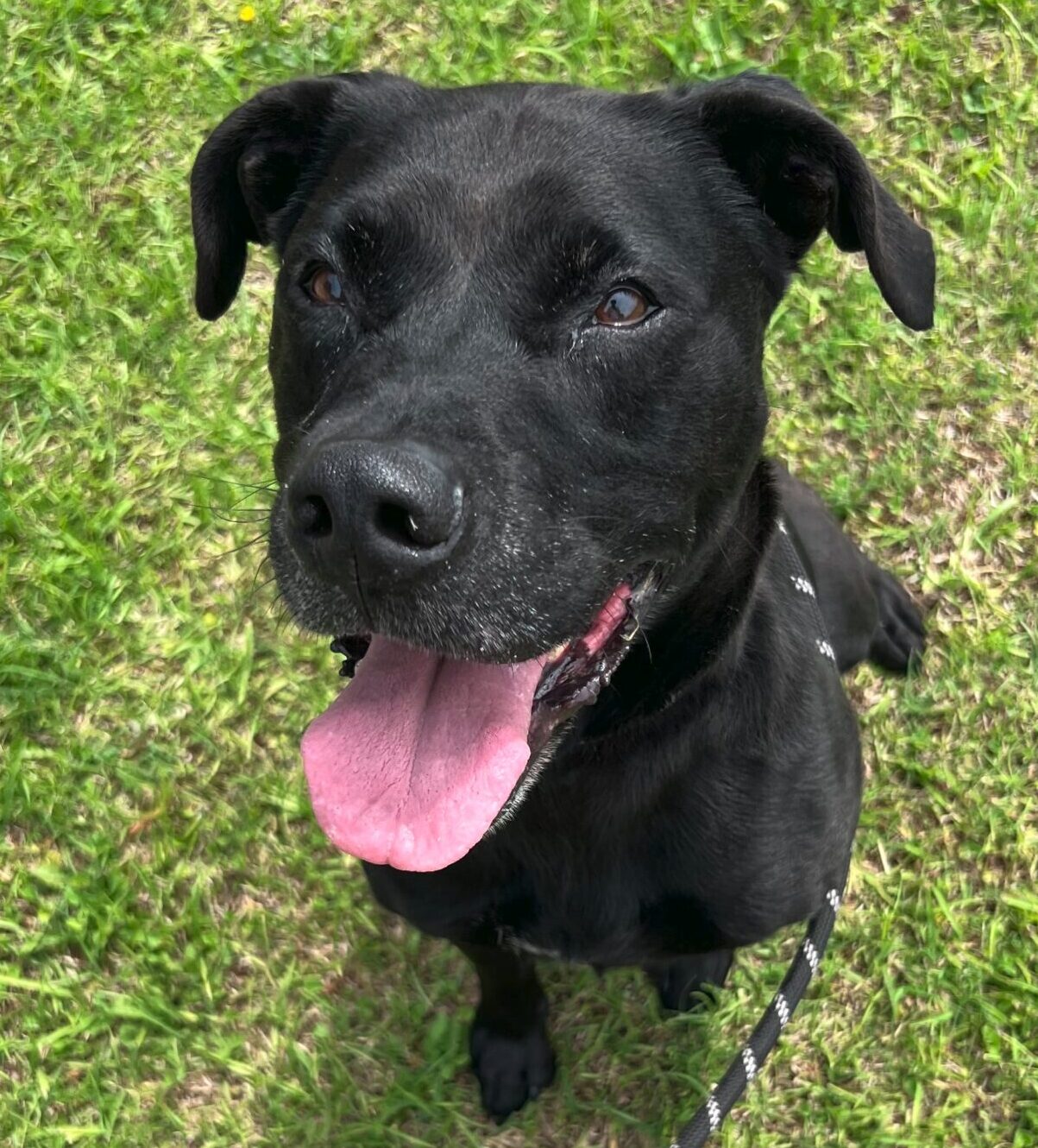 Myrtle Beach Pet Waste Removal