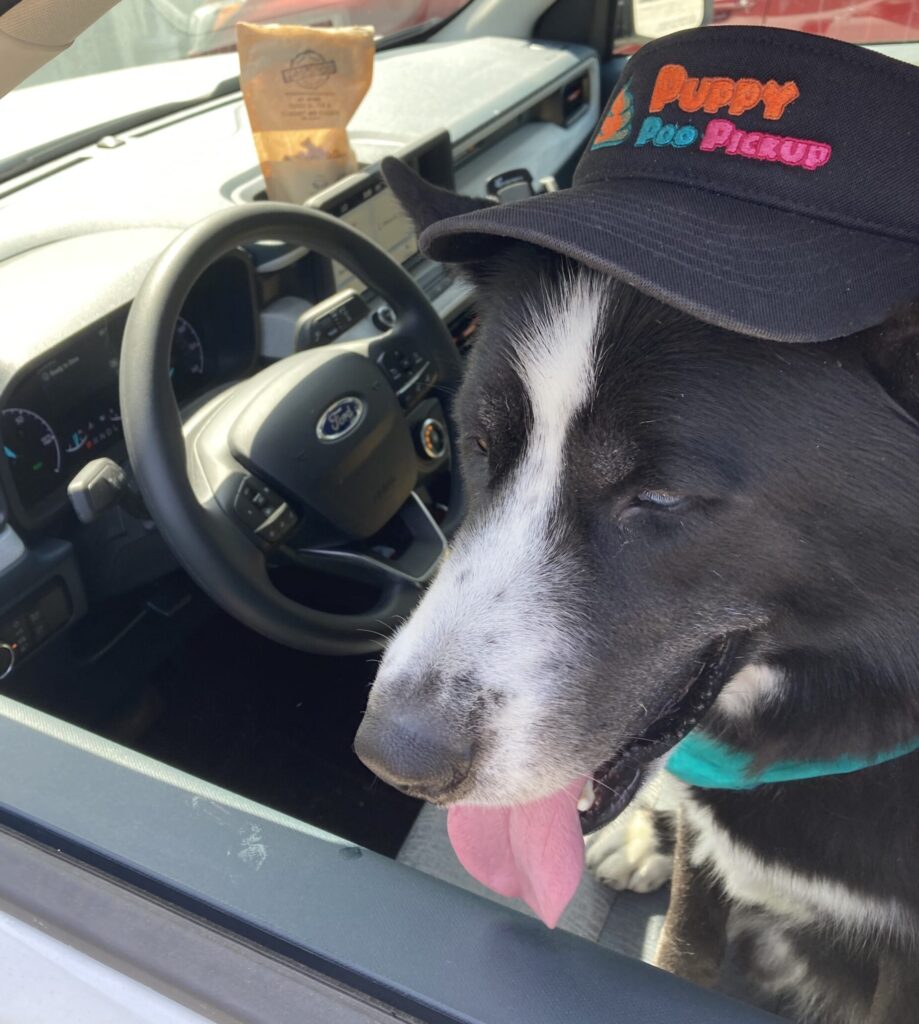 Pooper Scooper service near me