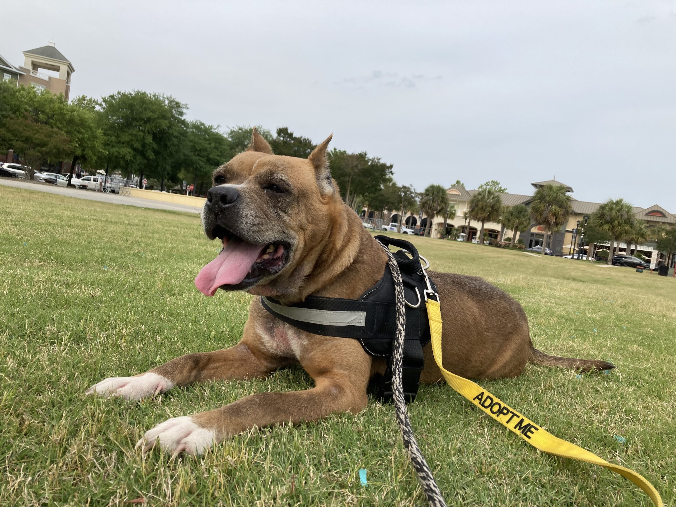 Professional Pooper Scooper Grand Strand