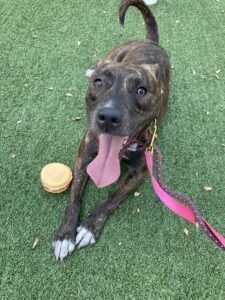 Myrtle Beach Pooper Scooper Service