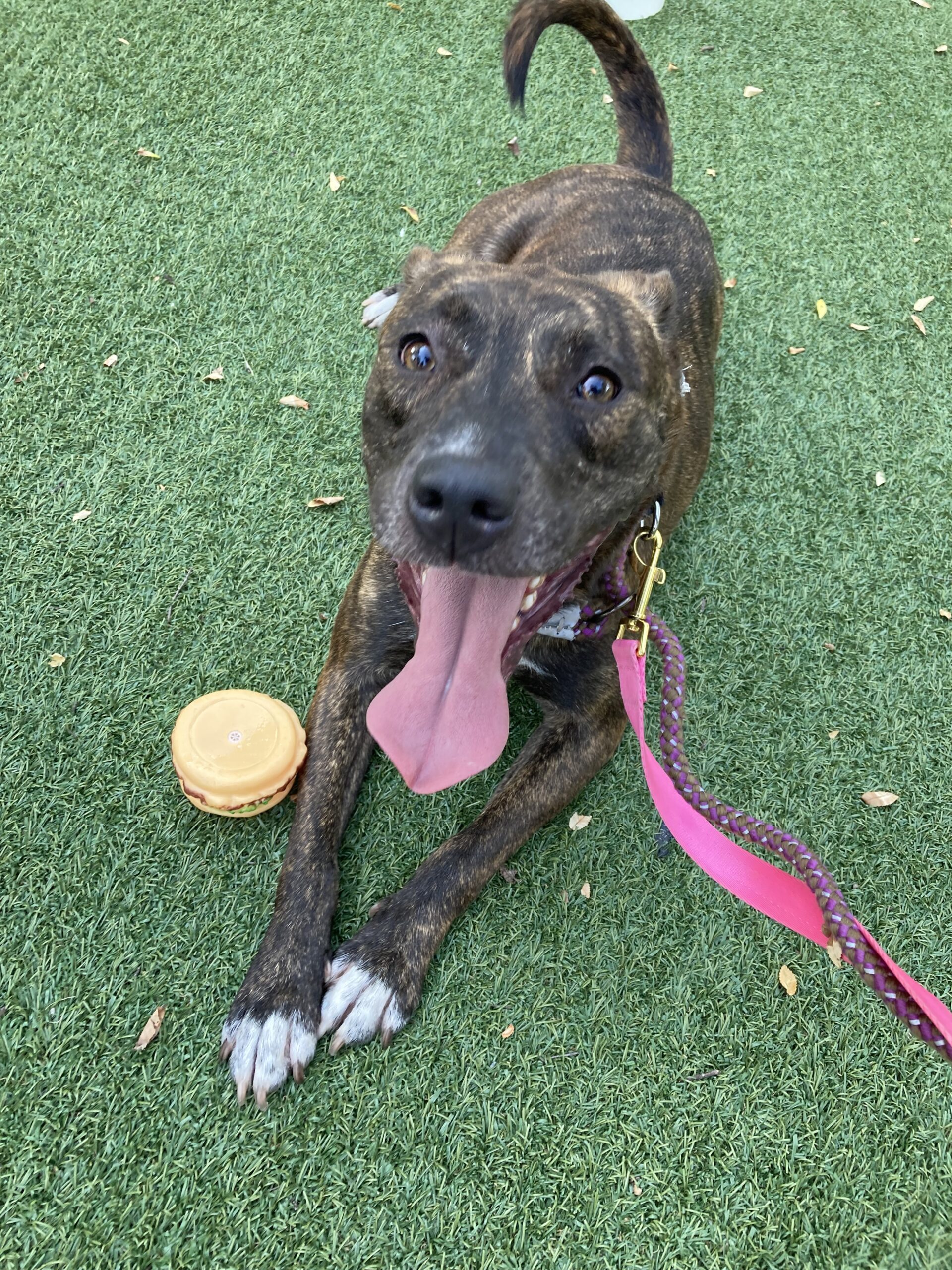 Myrtle Beach Pooper Scooper Service