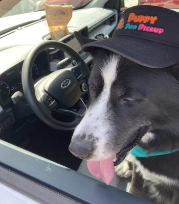 Pooper Scooper service near me