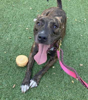 Myrtle Beach Pooper Scooper Service